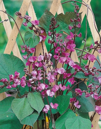 Picture of Dolichos - Hyacinth Bean - Lab Lab